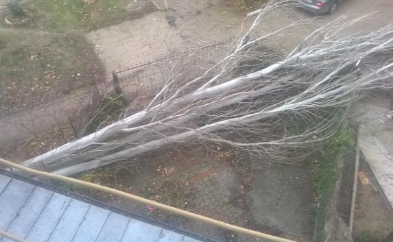 Зима пришла: деревья падают, машины бьются, забор летает (фото, видео)